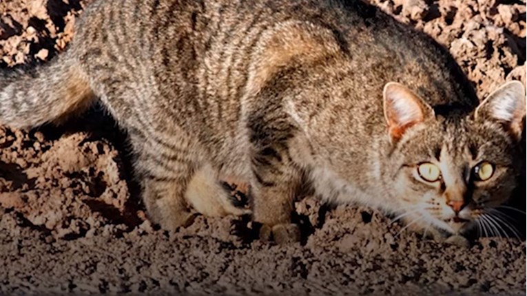 Australija želi ubiti dva milijuna divljih mačaka, objasnili su zašto