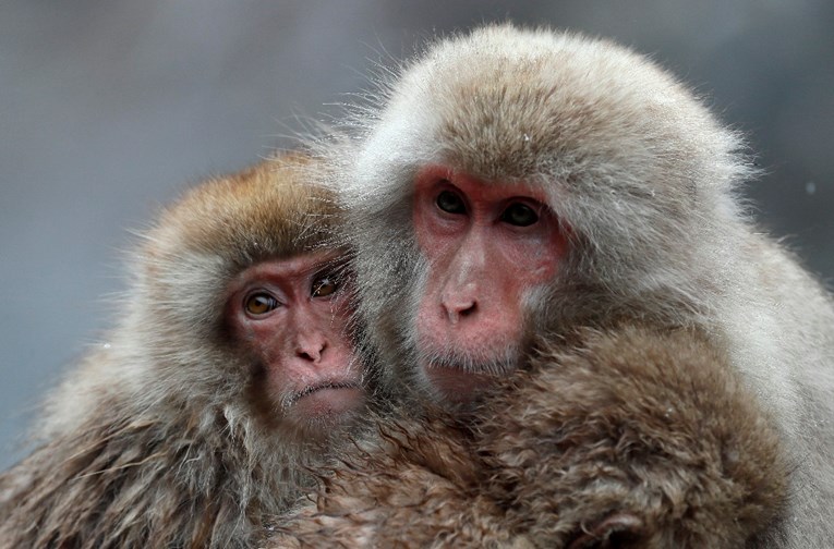Kinezi klonirali genetski izmijenjenog majmuna, istražuju poremećaje spavanja