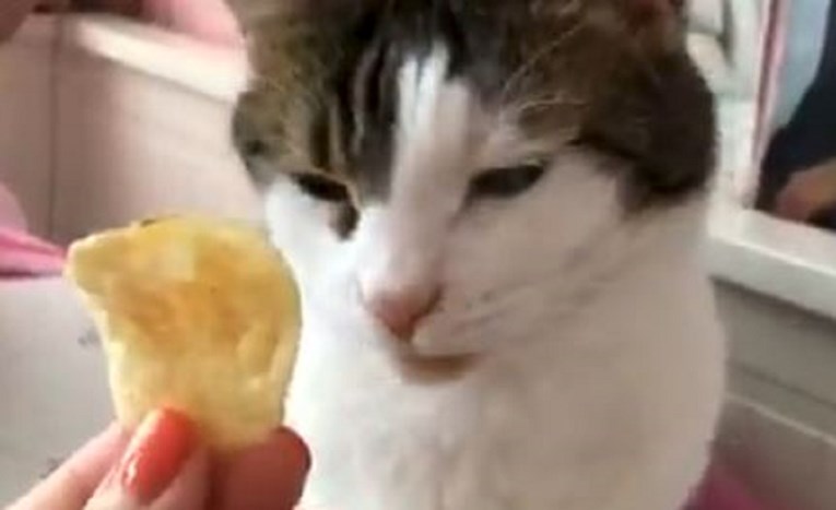 Mačka pomirisala čips s octom, požalila iste sekunde pa postala hit
