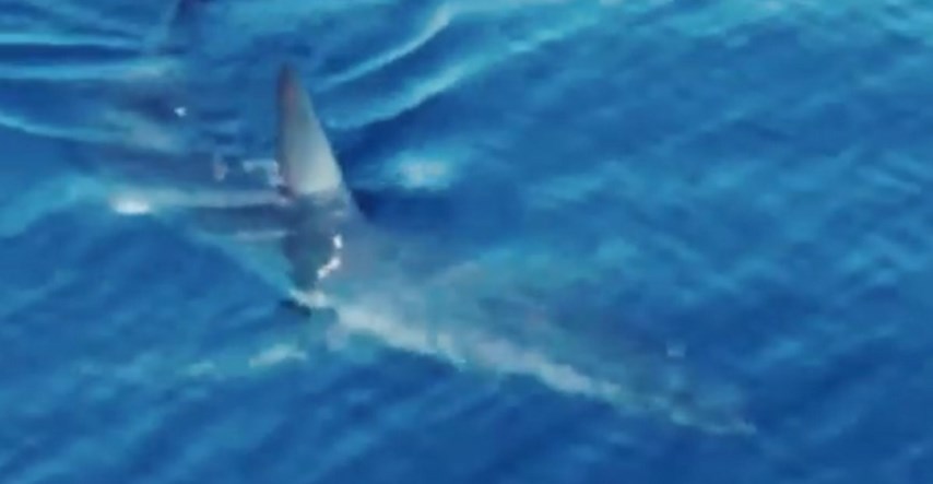 VIDEO Opet snimljen isti morski pas. Sad je kod Korčule