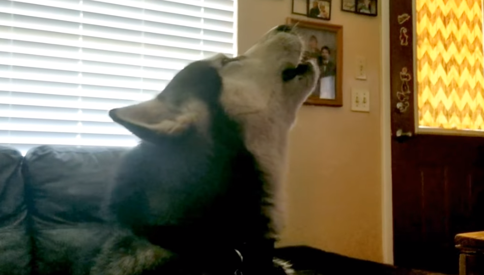 Malamut se jako naljutio na vlasnicu, a razlog tomu presmiješan je