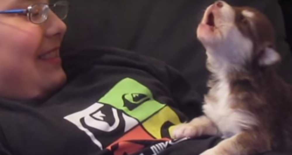 Vlasnici snimili prvo zavijanje malenog malamuta i to zvuči preslatko