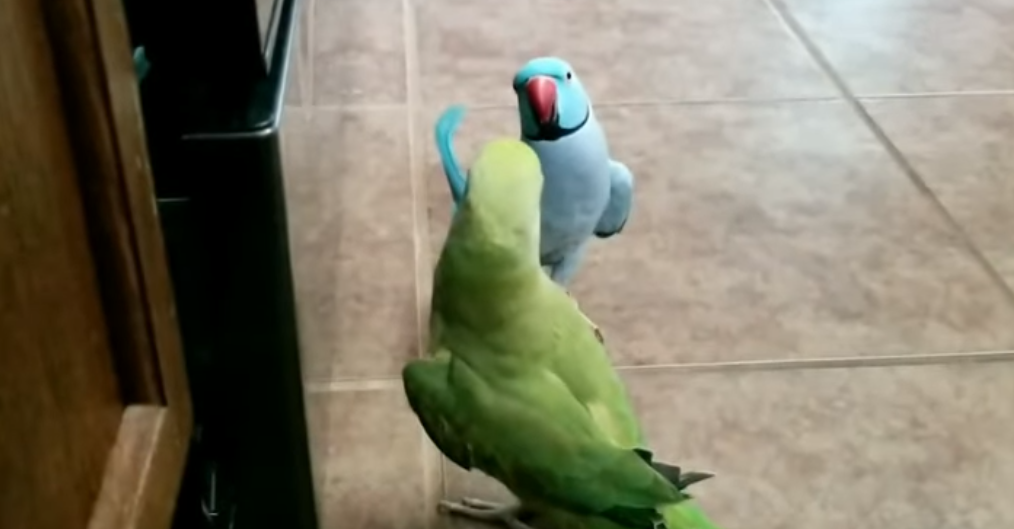 Preslatke papige uživaju u priči i jedna drugoj dijele pusice