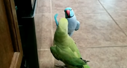 Preslatke papige uživaju u priči i jedna drugoj dijele pusice