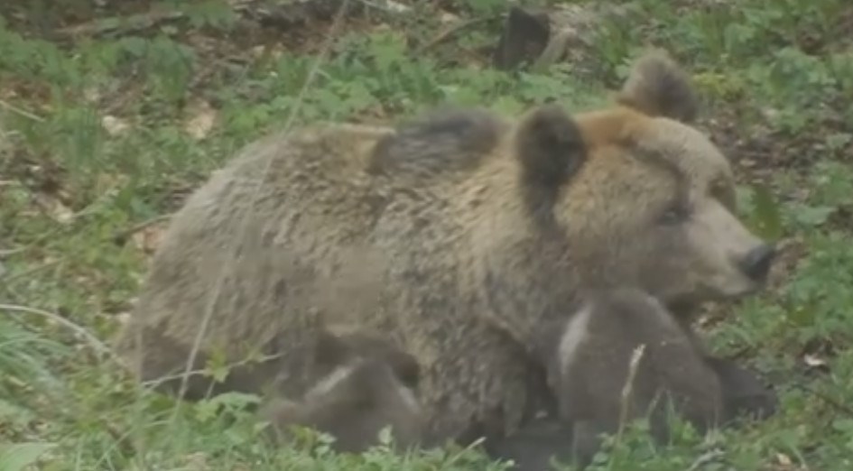 U Gorskom kotaru snimio prizor koji zaustavlja dah, medvjedica se igra s mladima