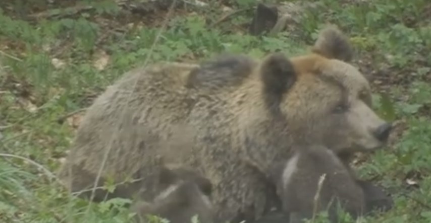 U Gorskom kotaru snimio prizor koji zaustavlja dah, medvjedica se igra s mladima
