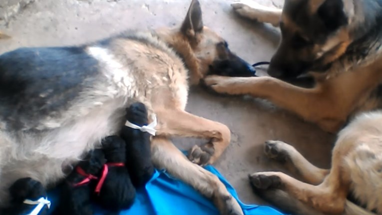 Kujica je okotila 12 beba, a tata pas joj je pomogao na divan način