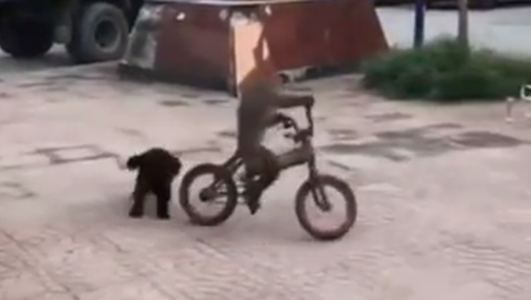 Nesvakidašnja snimka: Pas napao majmuna, on pobjegao biciklom