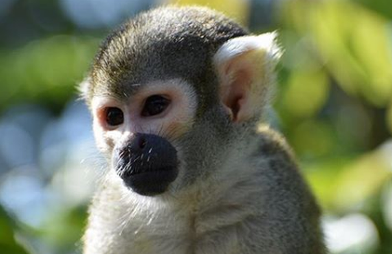 Napušen provalio u zoološki vrt, majmuni ga isprebijali na mrtvo ime