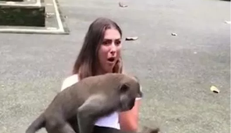 Majmuni skočili turistici u krilo i počeli se seksati na njenim koljenima