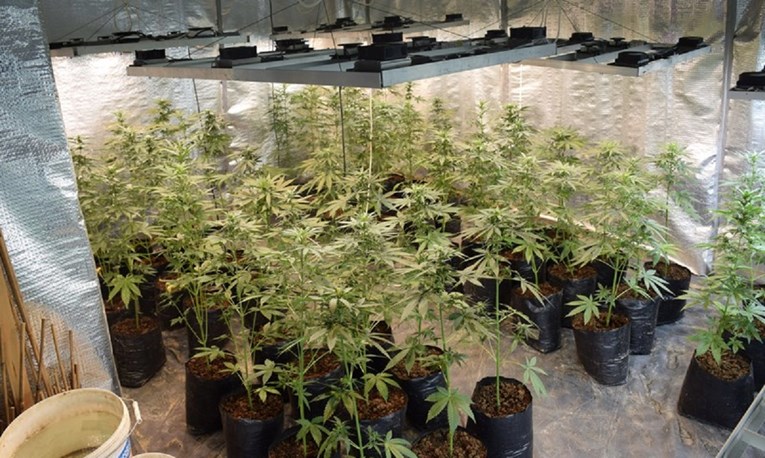 U Zadru otkriven laboratorij za uzgoj marihuane. Pogledajte kako izgleda