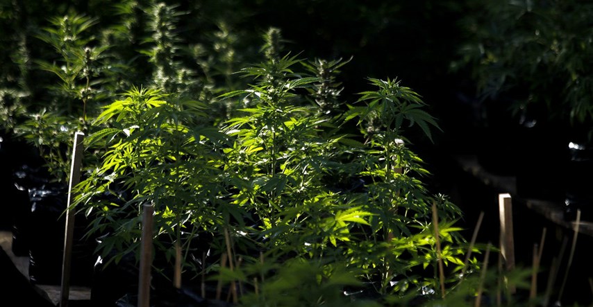 64-godišnjakinja u Našicama uzgajala marihuanu pa dobila kaznenu prijavu
