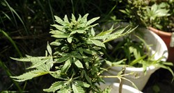 Policajci kod 62-godišnjakinje u Kaštel Lukšiću našli četiri stabljike marihuane