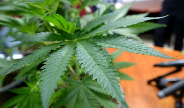 Sutkinja u Puli oslobodila par koji je uzgajao marihuanu: "To je beznačajno djelo"