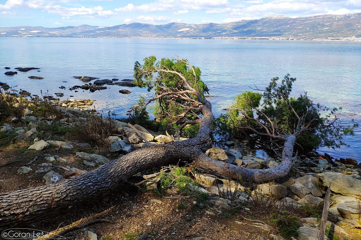 Uništen je splitski Marjan. Slike su strašne