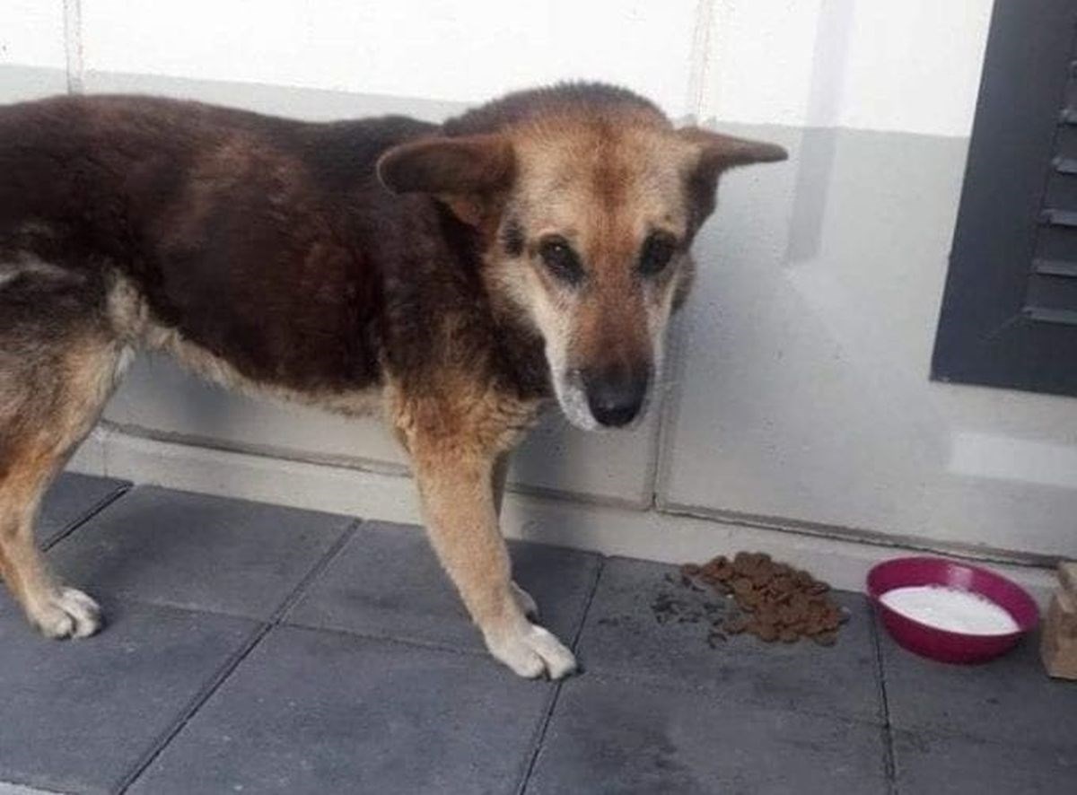 Lidl divnom gestom prema 16-godišnjem psu Maši osvojio srca cijele regije