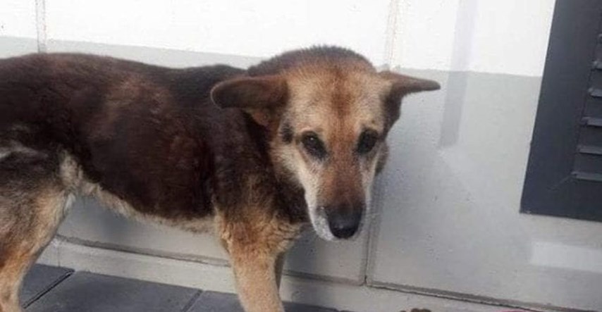 Lidl divnom gestom prema 16-godišnjem psu Maši osvojio srca cijele regije