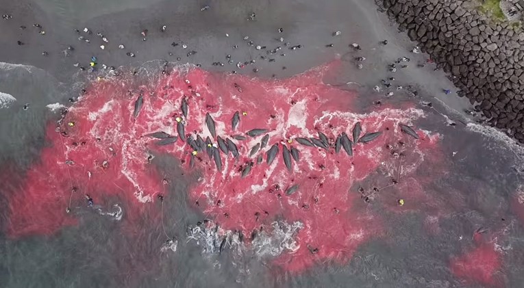 Uznemirujući prizori: Snimljeno brutalno klanje kitova na Farskim otocima