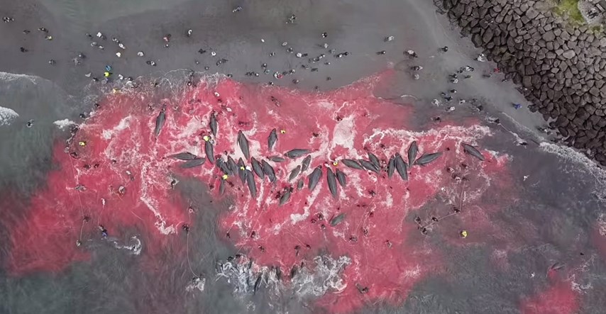 Uznemirujući prizori: Snimljeno brutalno klanje kitova na Farskim otocima