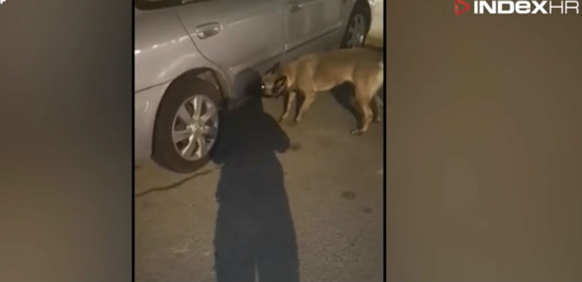 Policijska kujica Maša otkrila četiri kilograma trave, pogledajte snimku
