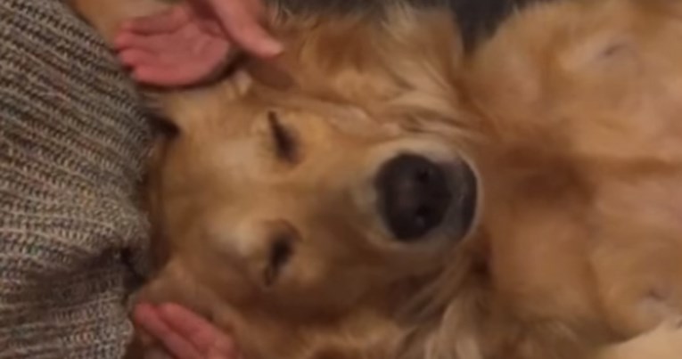 Ovaj psić uživa u masaži, saznajte zašto trebate početi masirati vlastite pse