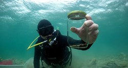 U moru kod Zadra pronađene koštice maslina stare 3500 godina