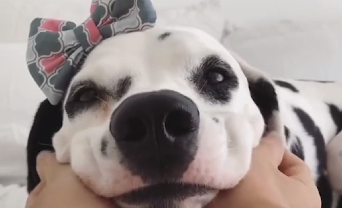 Evo što bi vam rekao vaš pas kada bi mogao govoriti