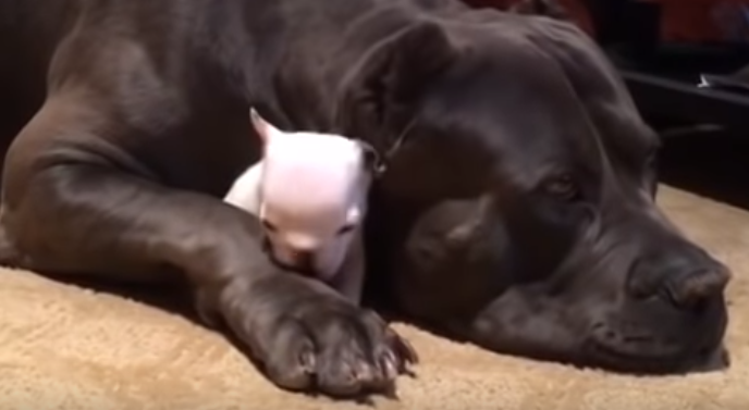 Ogromni pas čuva svog malog prijatelja i to izgleda najslađe na svijetu
