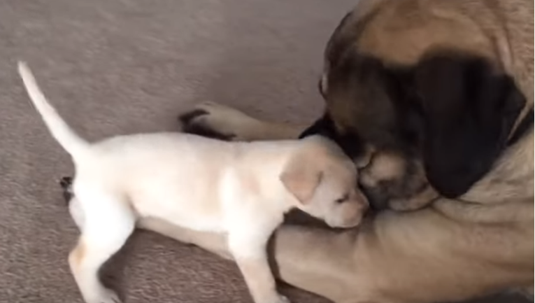 Preslatko štene izaziva velikog mastifa, a on mu uzvraća na najljepši način