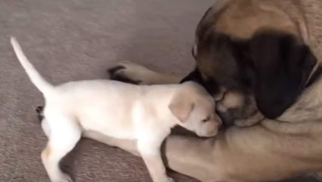 Preslatko štene izaziva velikog mastifa, a on mu uzvraća na najljepši način