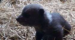 Prijatelji životinja ne žele medvjedića Matiju u Zoo-u: "On nije slatka igračka"
