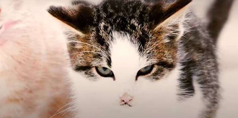 VIDEO Stidljivi mačak pobijedio je sve strahove odlascima u avanture