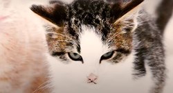 VIDEO Stidljivi mačak pobijedio je sve strahove odlascima u avanture