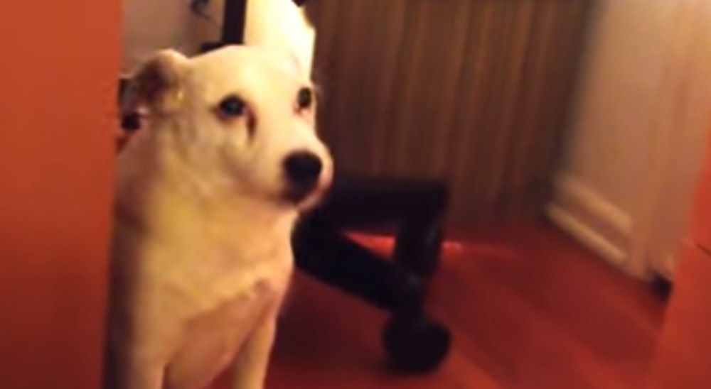 Pitala je svog psa je li kriva za razbacano smeće, a "odgovor" je neprocjenjiv