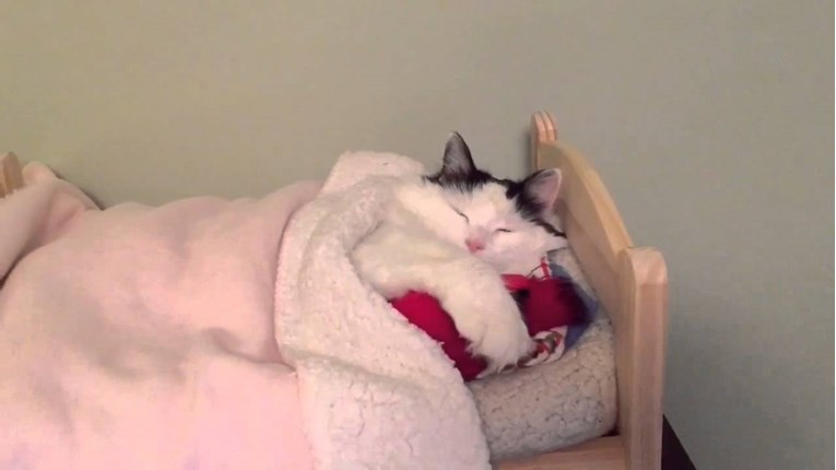 VIDEO Ova mačka se sama sprema u mali krevet