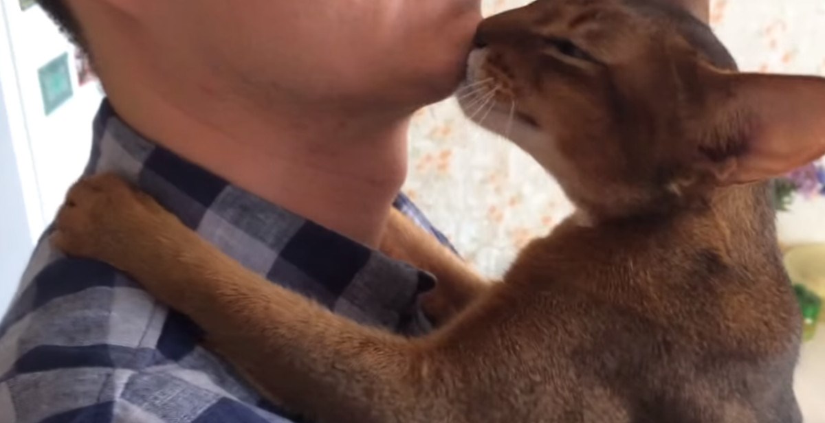 Više nikada nećete reći da ne nedostajemo mačkama kada ih ostavimo same