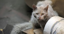 Makarska će sterilizirati ulične mačke