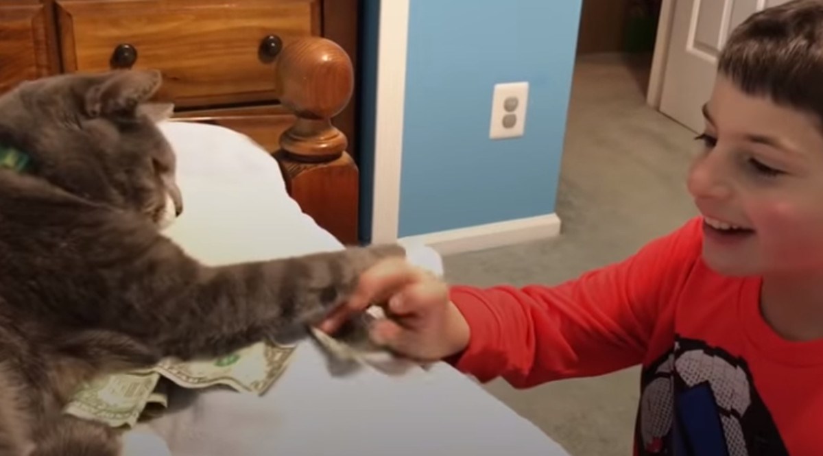 I mace obožavaju malu djecu, a ovo je pravi dokaz za to