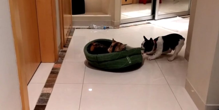VIDEO Ljuti pas pokušava istjerati mačku iz svog kreveta