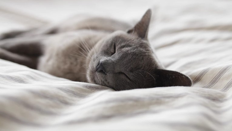 Zbog čega vaše mačke toliko spavaju?