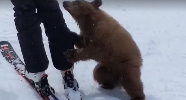 Ovaj bi medvjedić mogao biti ubijen samo zato što se voli družiti s ljudima