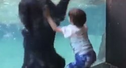 Dječak skakao od sreće kad je vidio medvjeda, ljudi ne mogu vjerovati što je on napravio