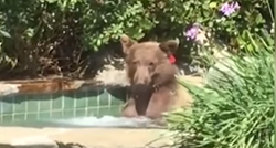 Medvjed si priuštio odmor uz koktel u jacuzziju na kojem bi mu pozavidjeli mnogi ljudi