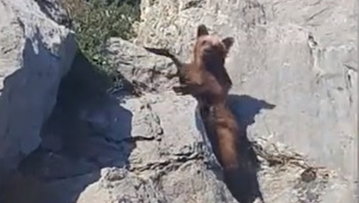 Na cesti kod Karlobaga im se pojavio mali medo, iznenadilo ih što je napravio