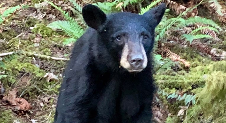 Medvjedić koji se sprijateljio s ljudima i pozirao za selfije ubijen