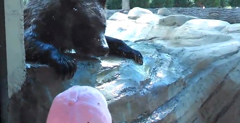 VIDEO Djevojčica je prišla medvjedu u zoološkom, a onda se dogodilo nešto nevjerojatno