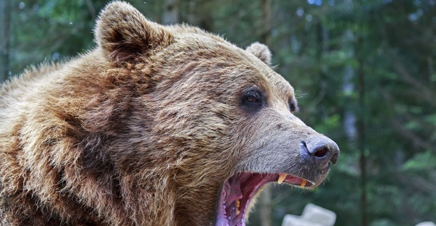 Djevojčicu u Rusiji ubio medvjed dok je išla u dućan po čokoladu