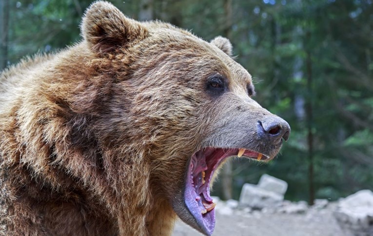 Tvrdi da je odgrizao jezik medvjedu koji ga je napao: "Smrznuo sam se od straha"