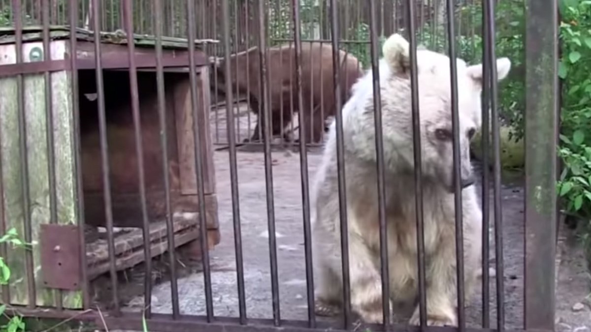 Ova medvjedica znala je samo za tugu i patnju sve dok je nisu spasili