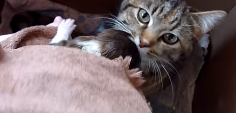 VIDEO Pogledajte što je  mama maca učinila s odbačenim psićem